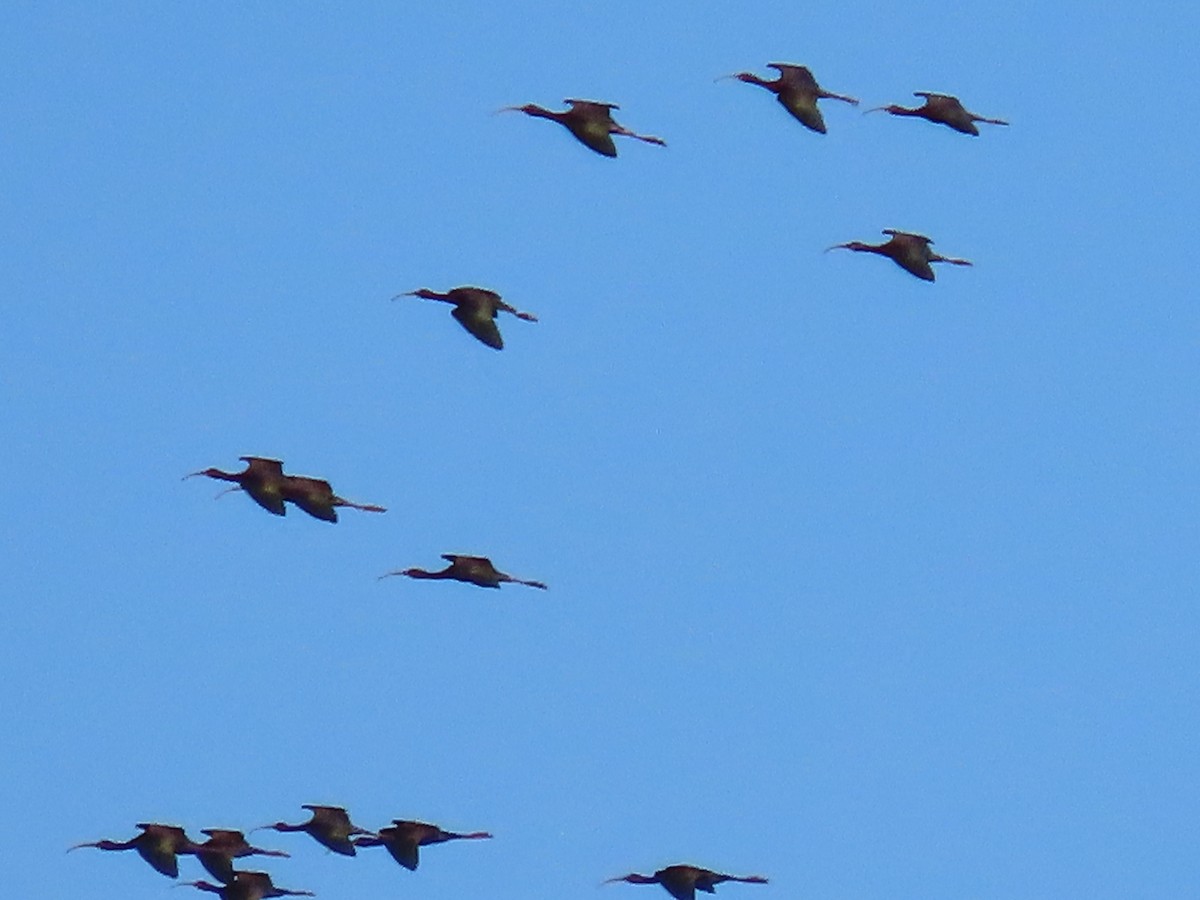 White-faced Ibis - Myron Gerhard