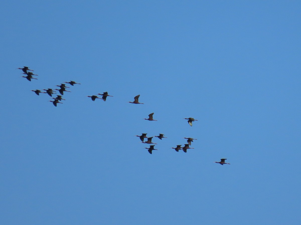 White-faced Ibis - Myron Gerhard