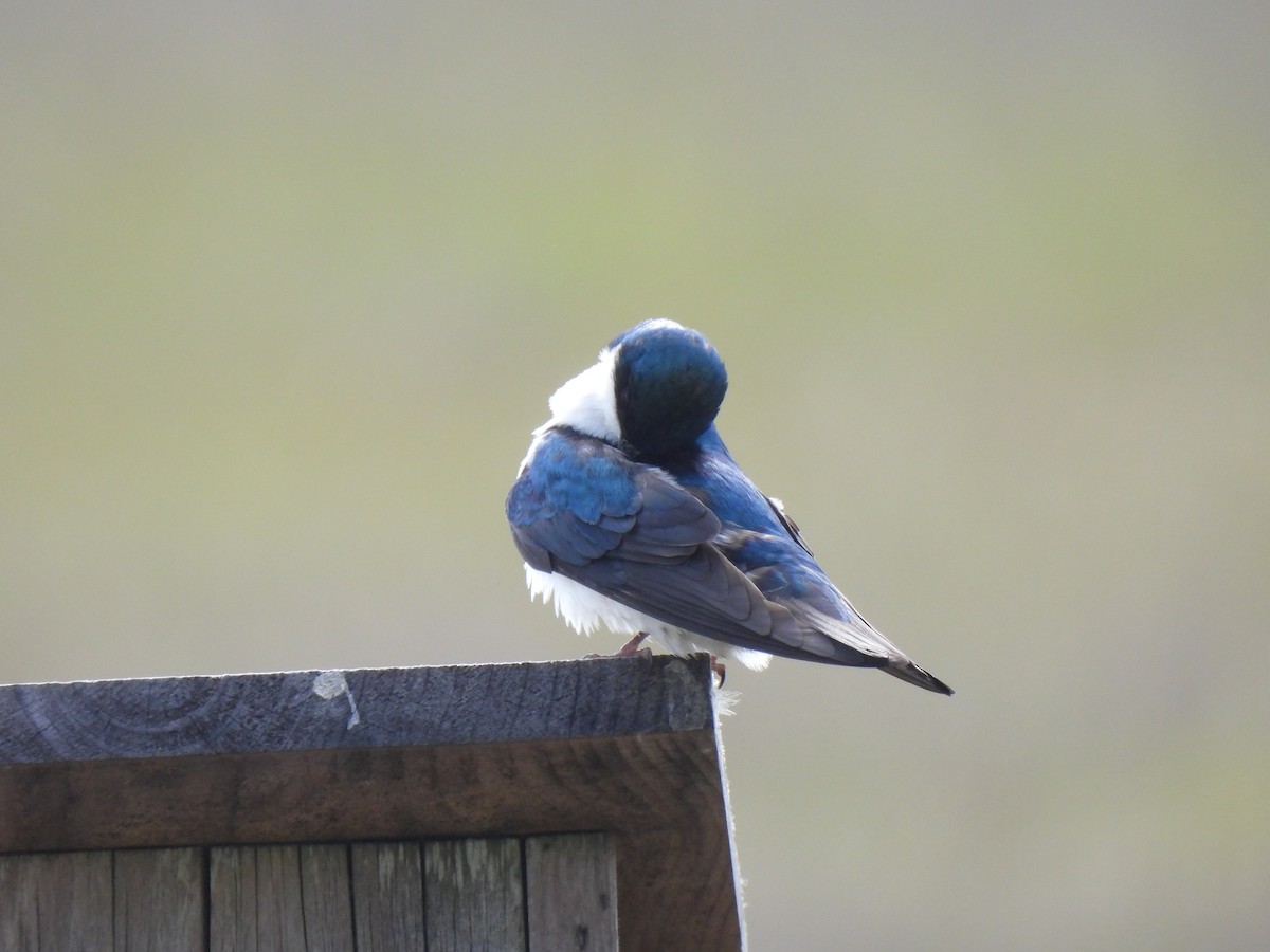 Tree Swallow - Jeff&Jenn Joffray