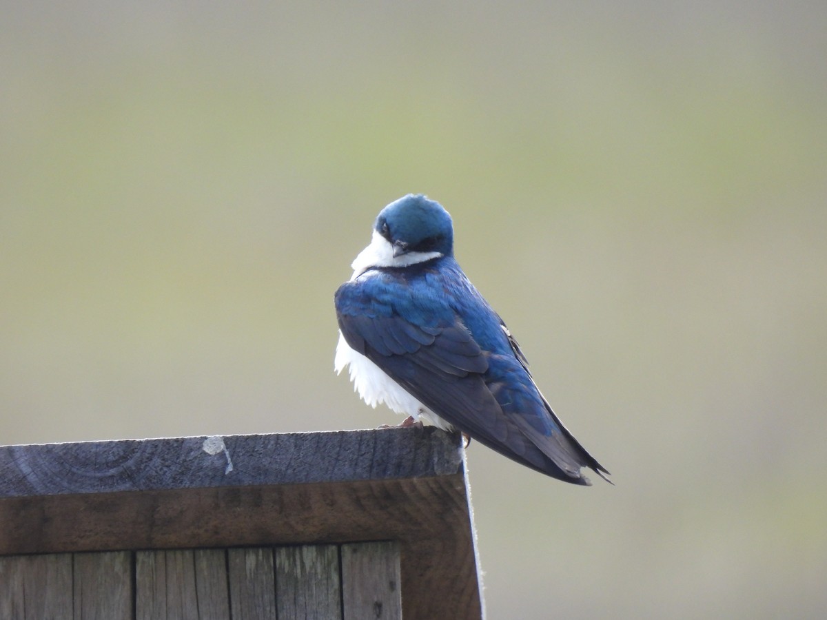 Tree Swallow - Jeff&Jenn Joffray