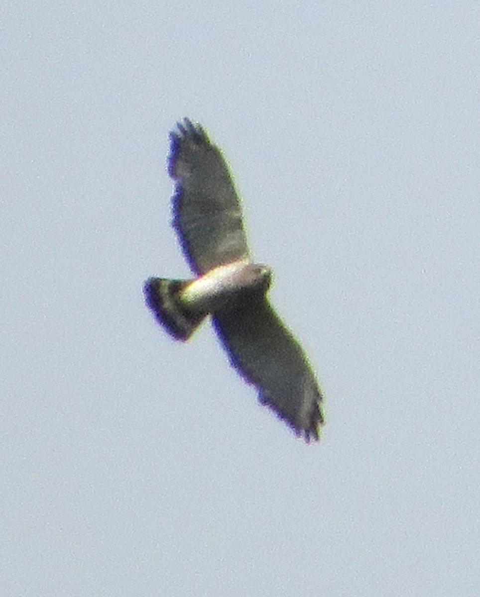 Broad-winged Hawk - Ken Wat