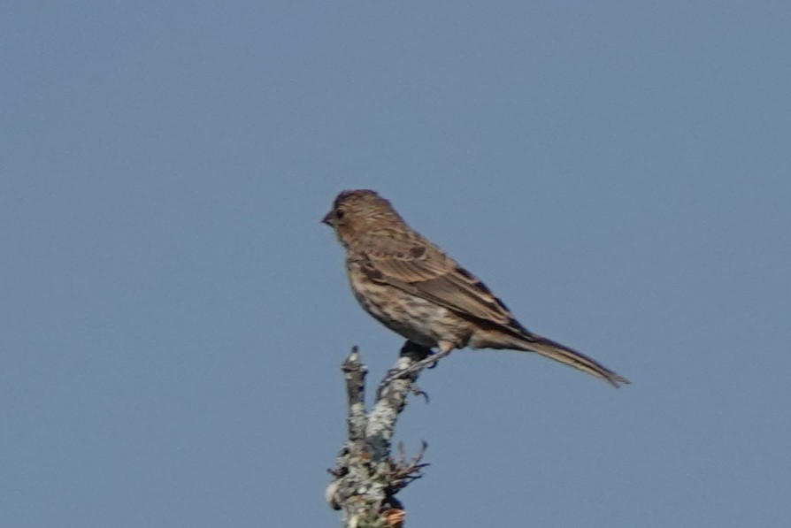 House Finch - BettySue Dunn