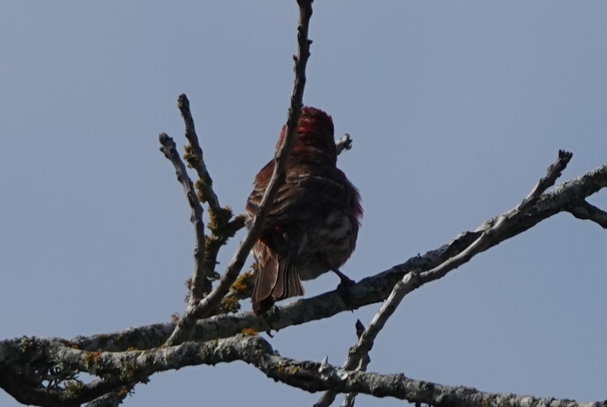 House Finch - ML619375348