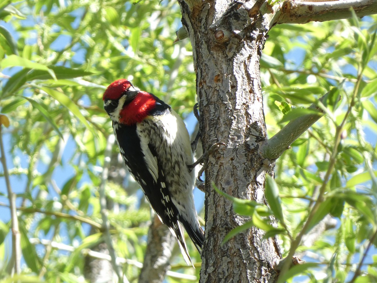 Red-naped Sapsucker - Sarah Councell