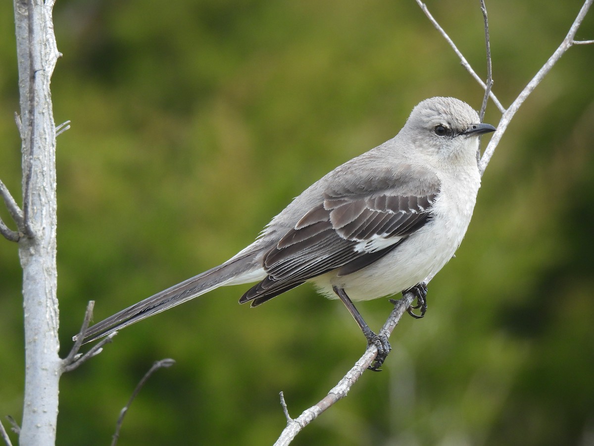 Northern Mockingbird - ML619375354