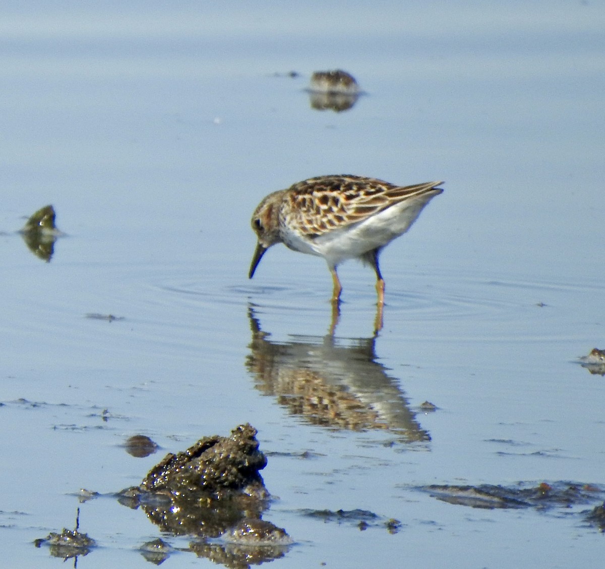 Least Sandpiper - Bruce Mellberg