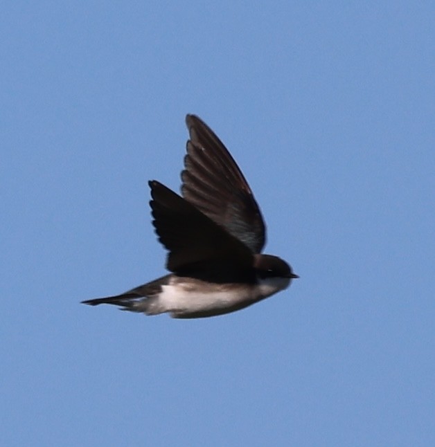 Tree Swallow - burton balkind