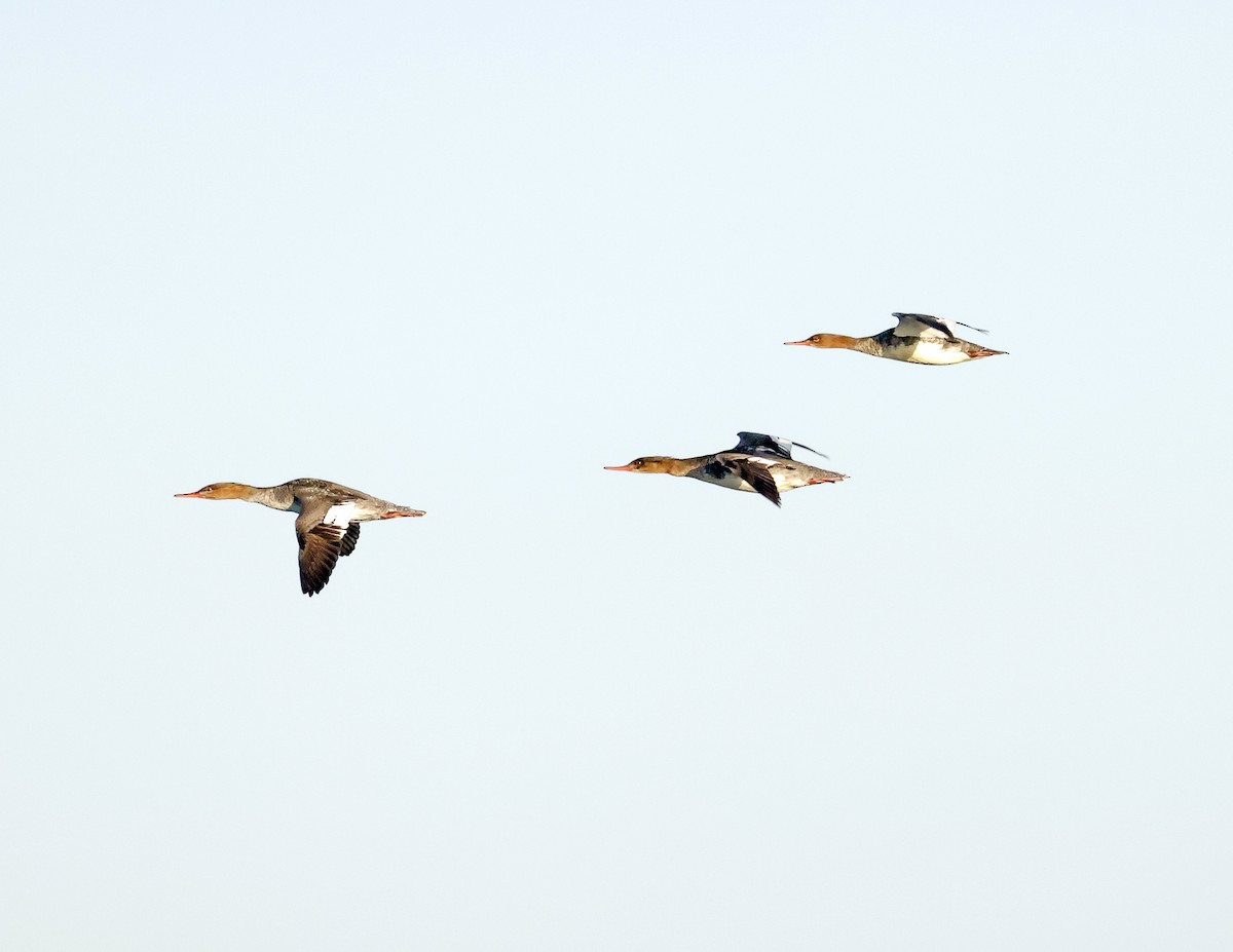 Red-breasted Merganser - David McQuade