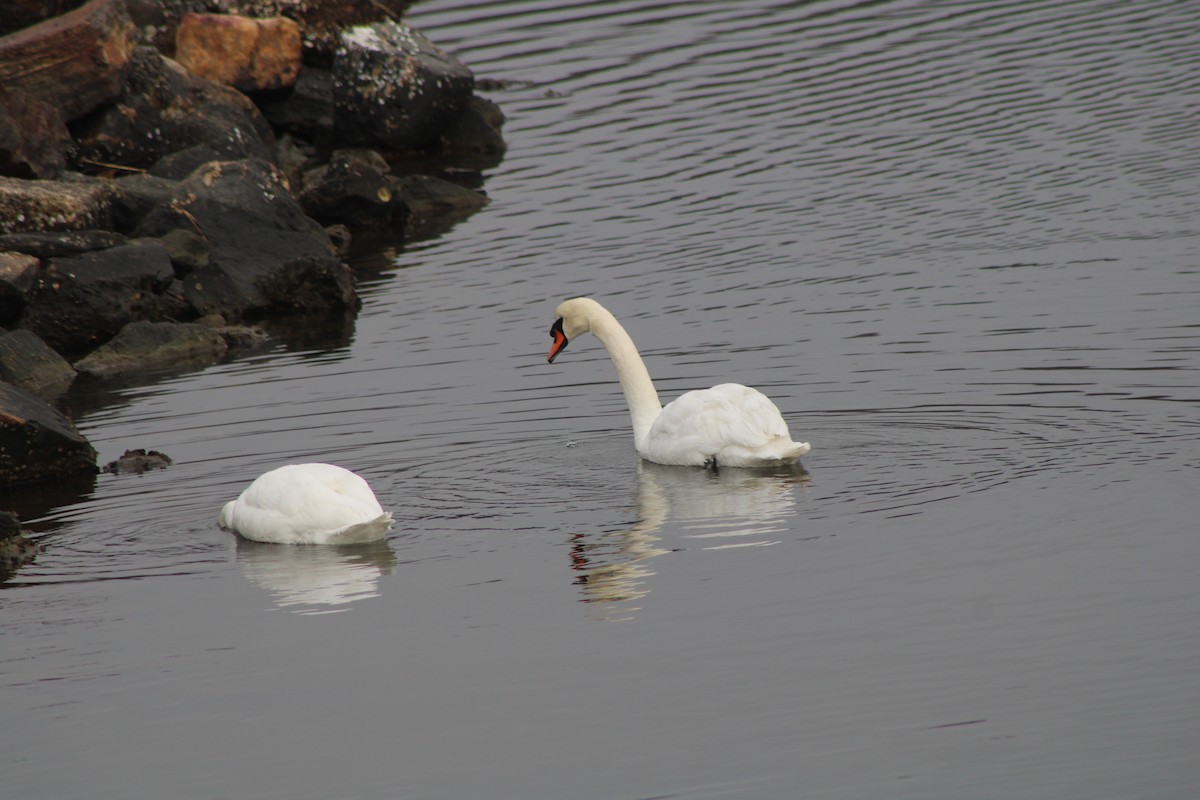 Mute Swan - ML619375394