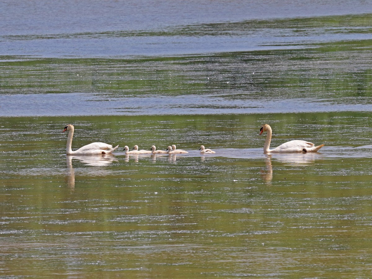 Cygne tuberculé - ML619375404