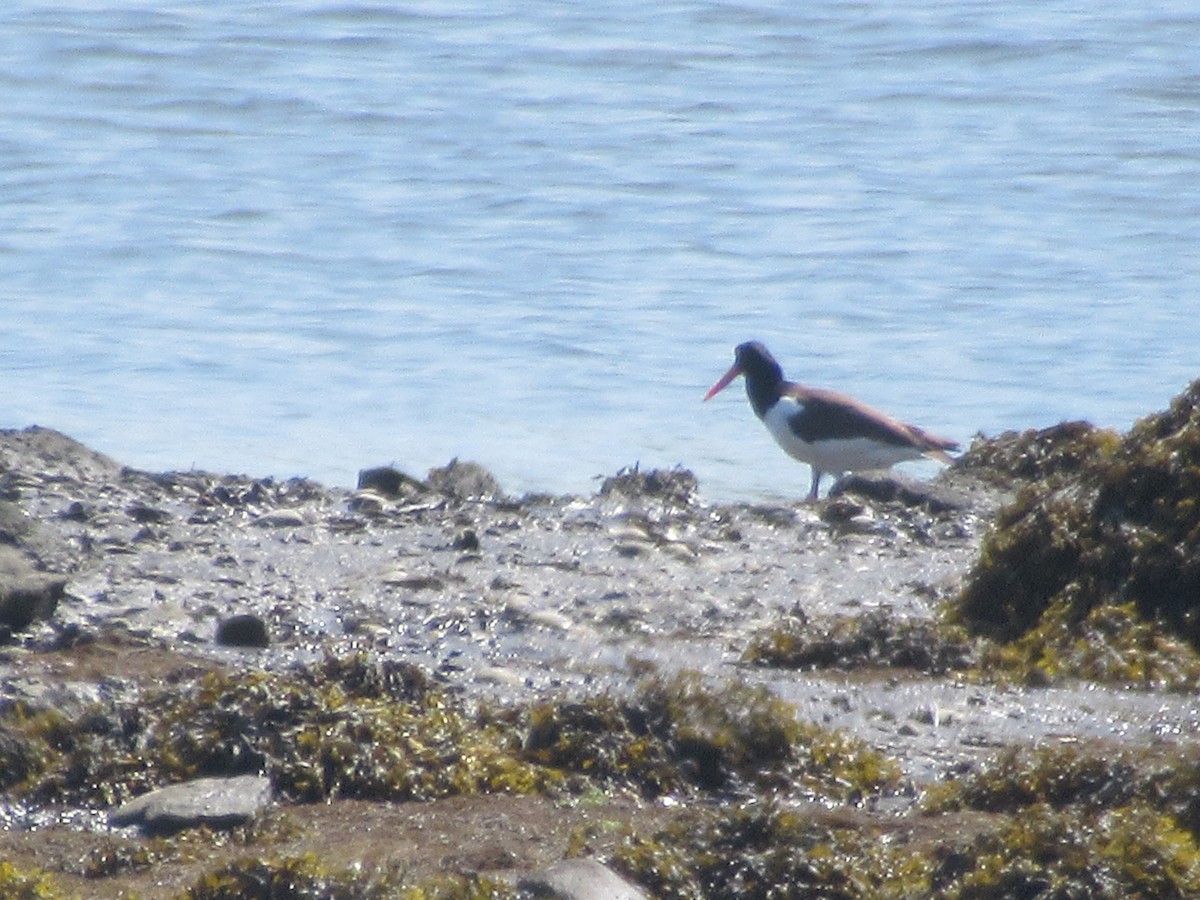 American Oystercatcher - Barry Capella