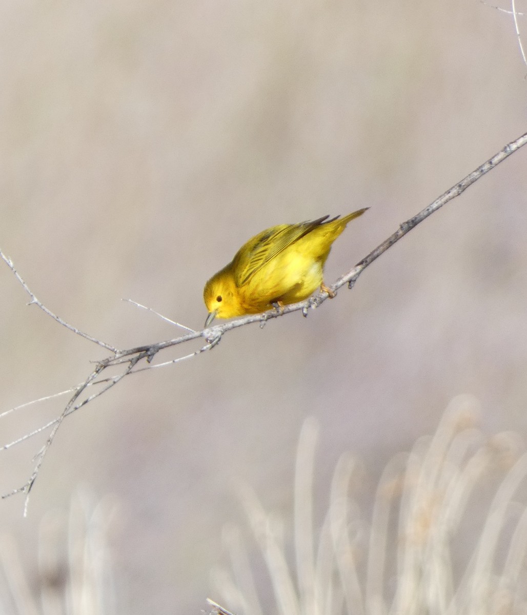 Yellow Warbler - Sarah Councell