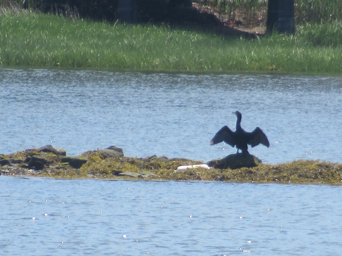 Double-crested Cormorant - ML619375438