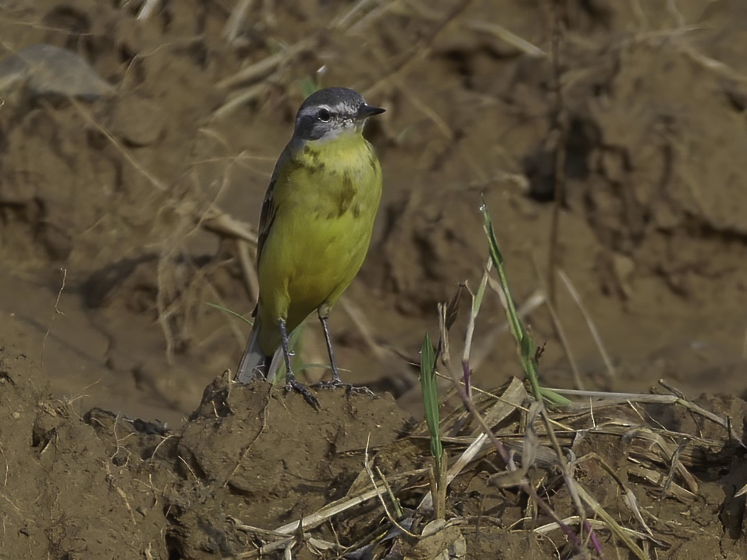 Western Yellow Wagtail - Neeraja V