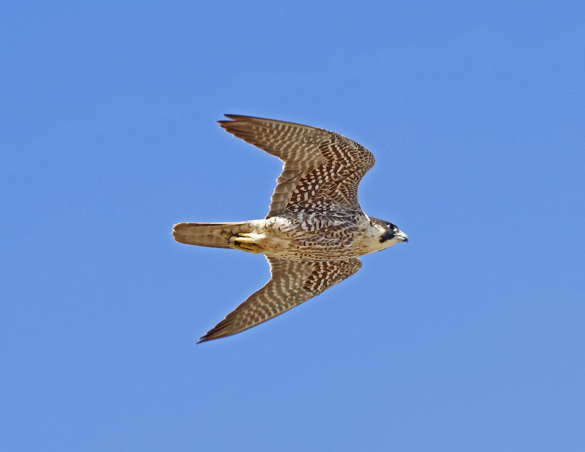 Peregrine Falcon - David McQuade