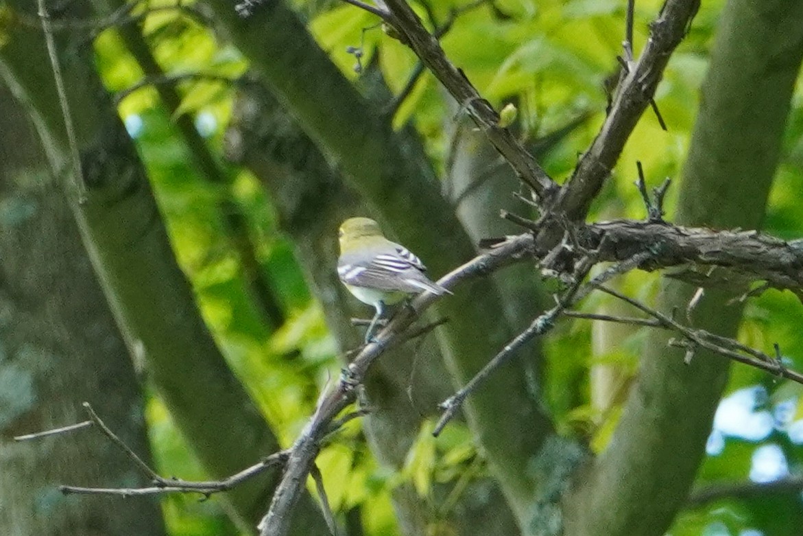 Yellow-throated Vireo - Keith Wickens