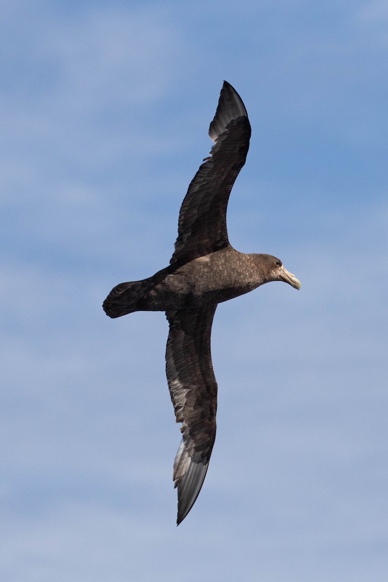 Southern Giant-Petrel - Denis Corbeil