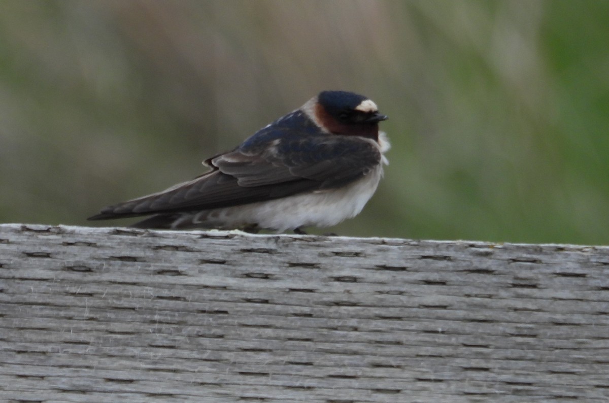 Cliff Swallow - Jessie Zgurski