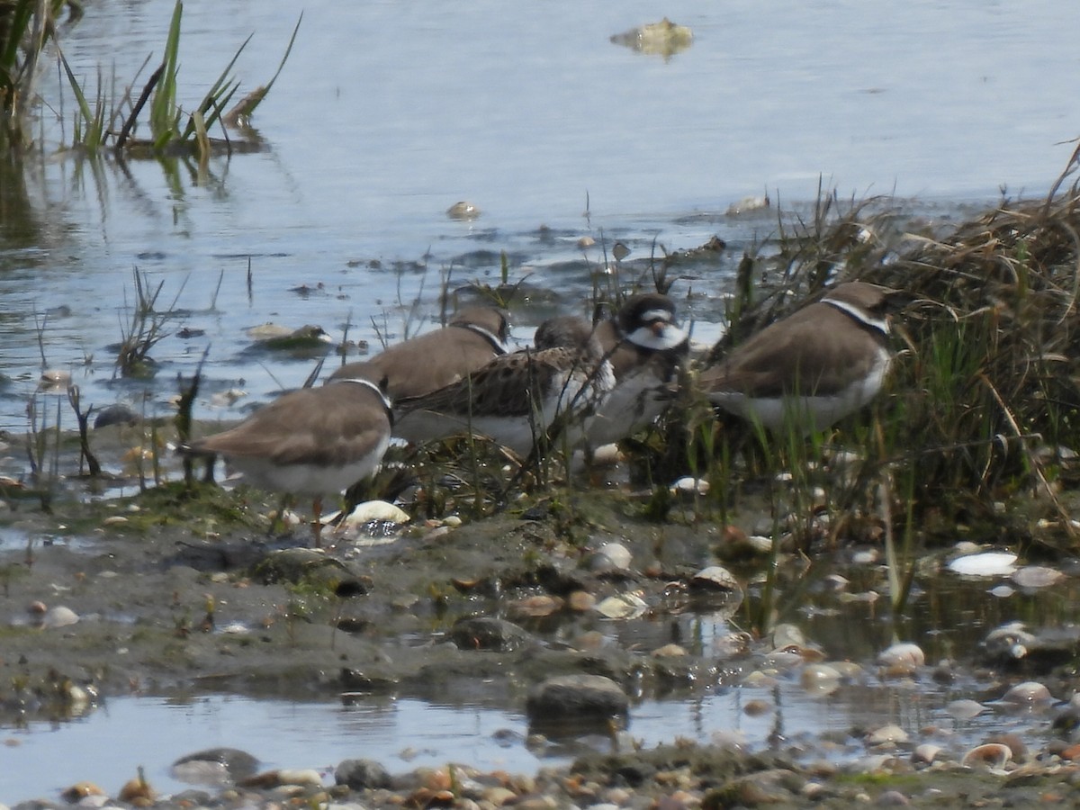 Semipalmated Plover - ML619375476