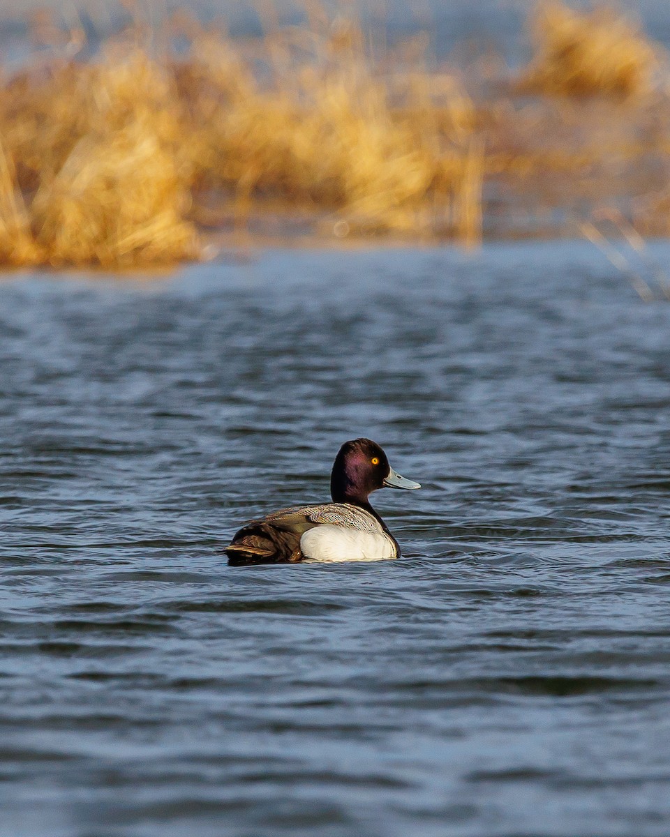 Lesser Scaup - Samuel Lagacé