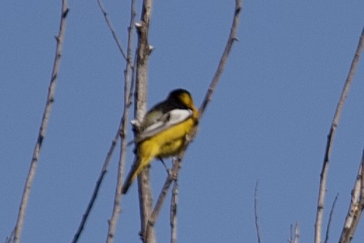 Bullock's Oriole - Robert Snider