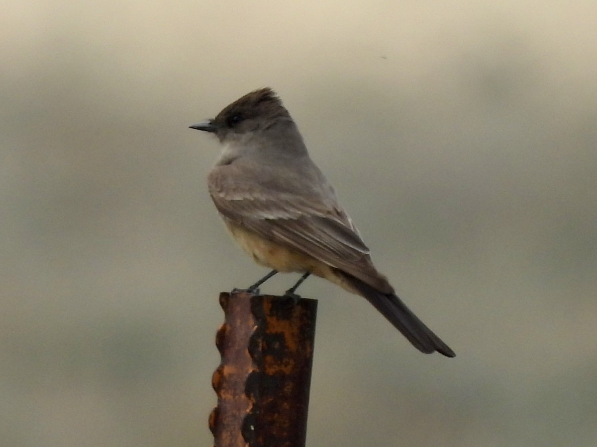 Say's Phoebe - Kyle Strode
