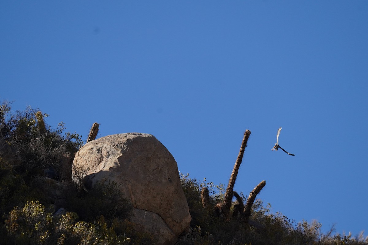 Aplomado Falcon - Olivares Barraza