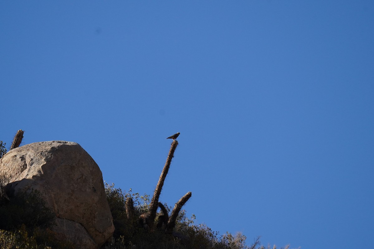 Aplomado Falcon - Olivares Barraza