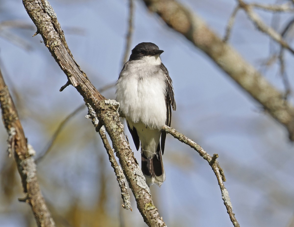 Eastern Kingbird - David McQuade