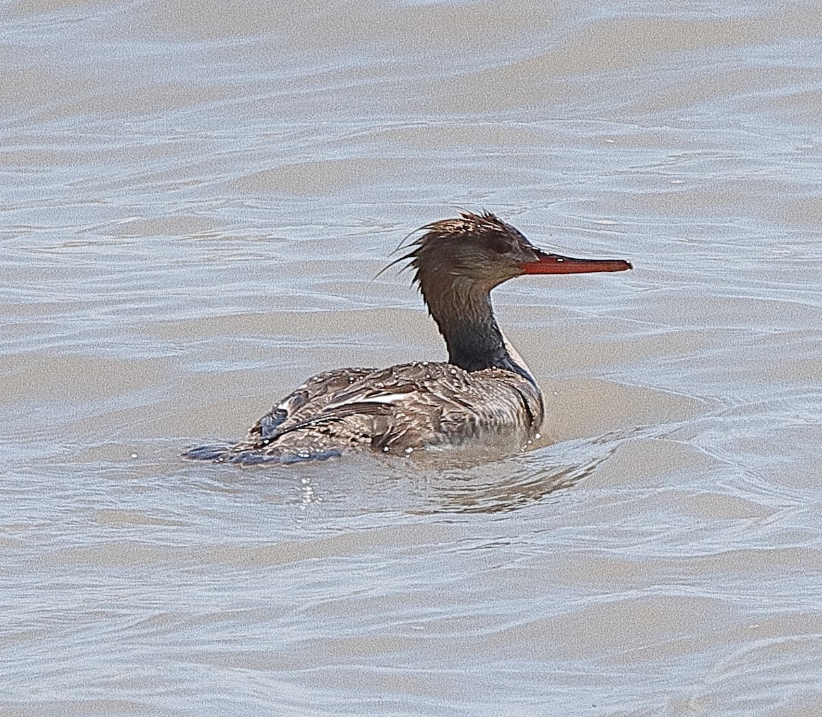 Red-breasted Merganser - ML619375529