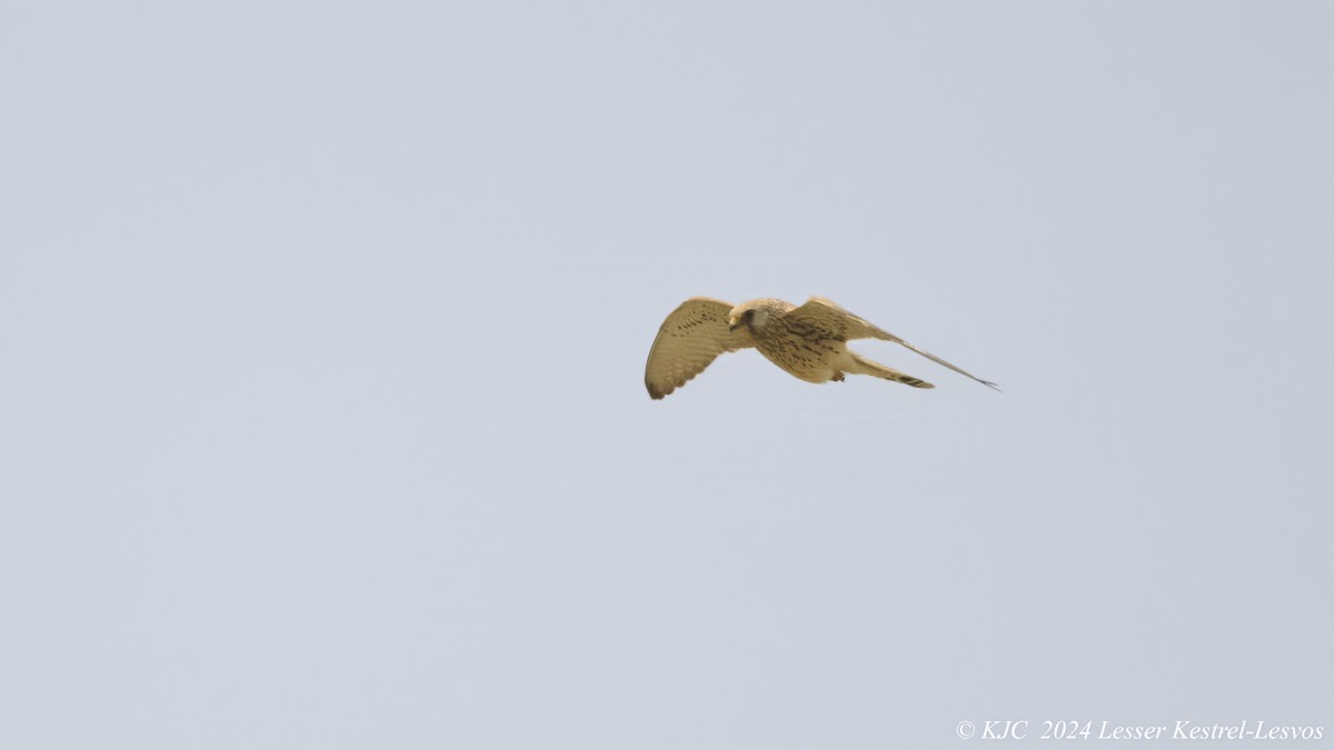 Lesser Kestrel - Kraig Cawley