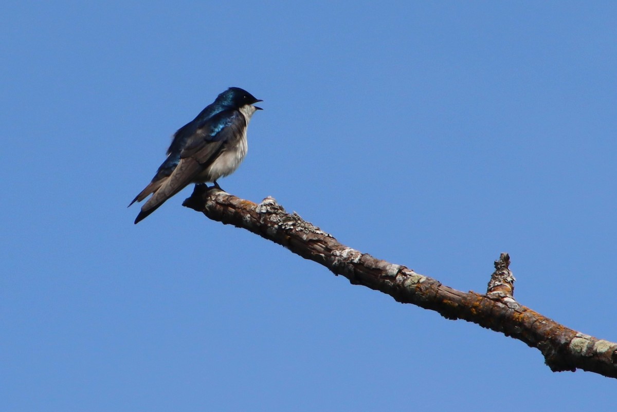 Tree Swallow - Dianne Murray