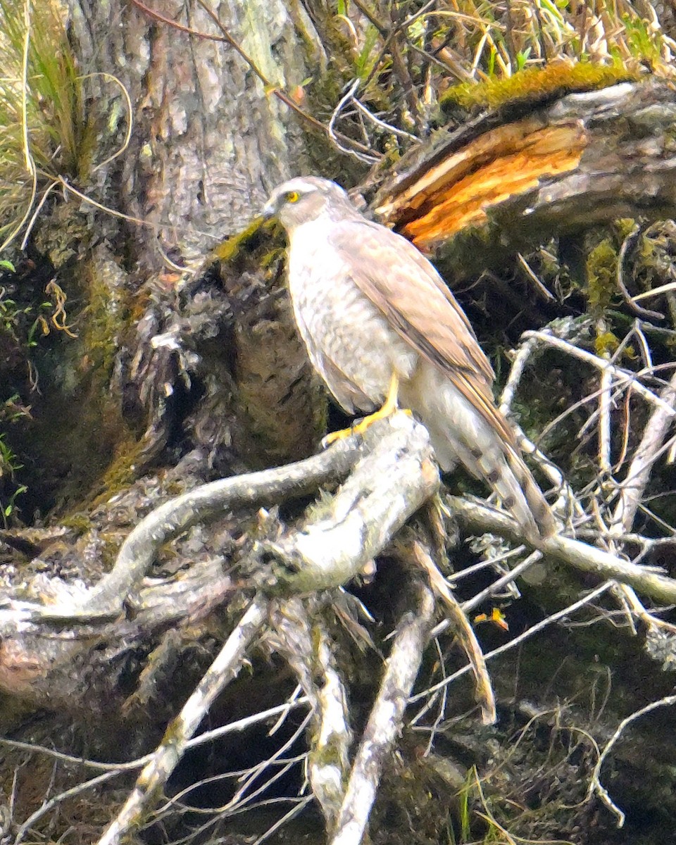 Eurasian Sparrowhawk - Rajesh Gopalan