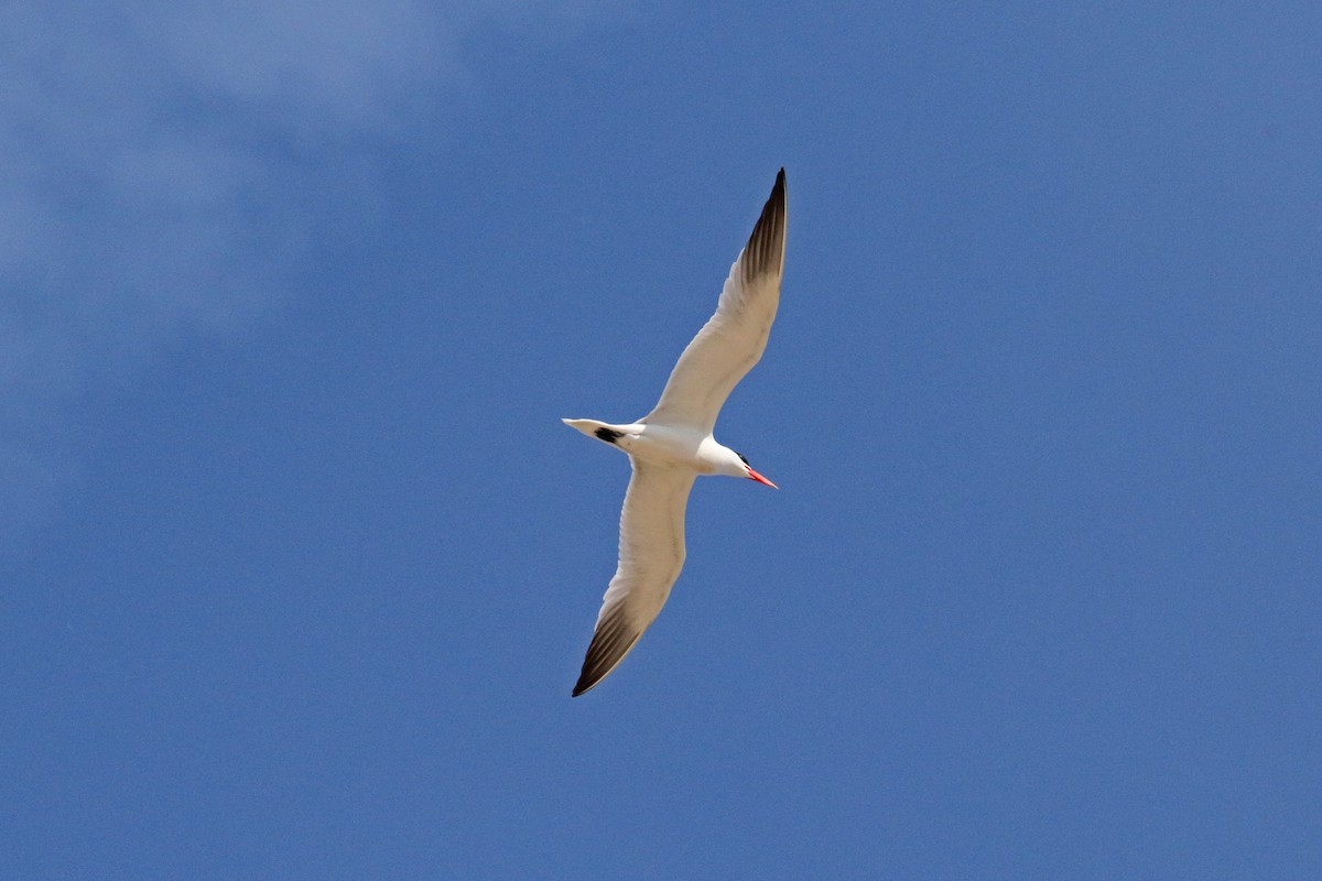 Caspian Tern - John Skene