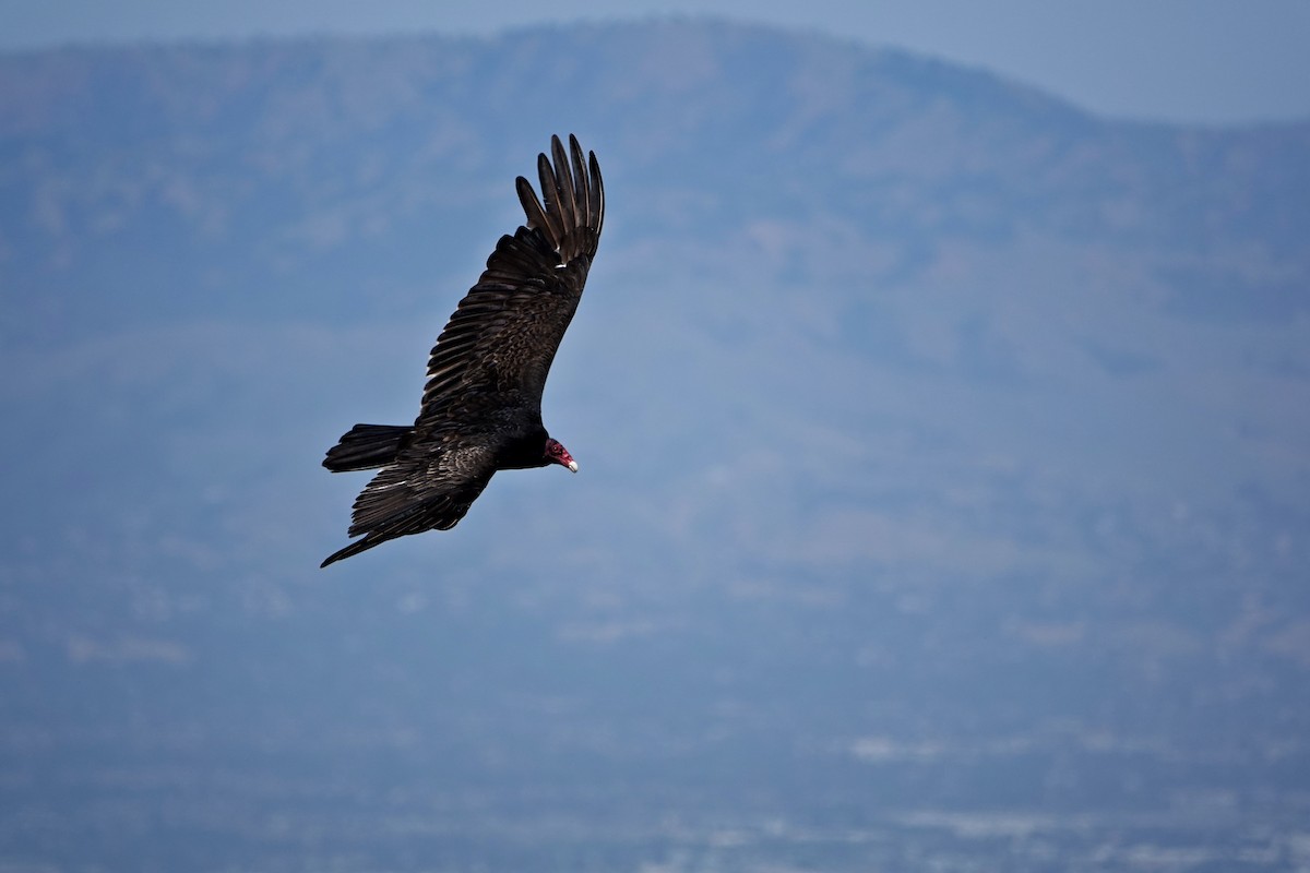 Turkey Vulture - Jaedon Tembrevilla