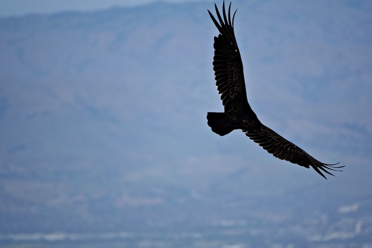Turkey Vulture - Jaedon Tembrevilla