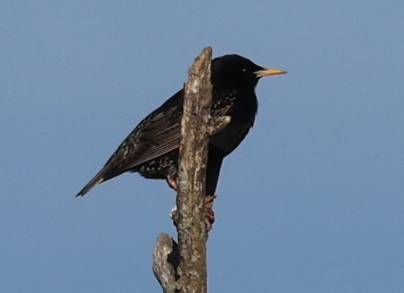 stær - ML619375557