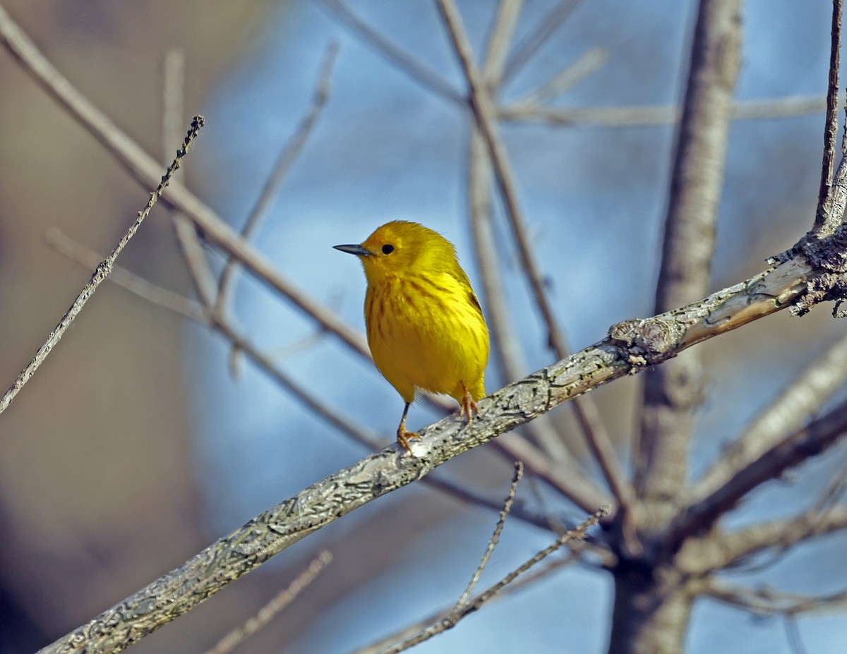 Yellow Warbler - David McQuade