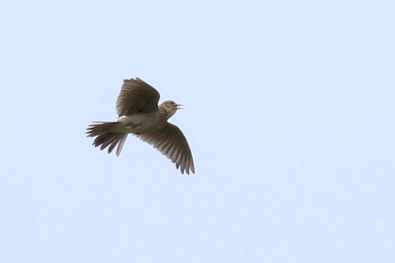 Eurasian Skylark - ML619375571