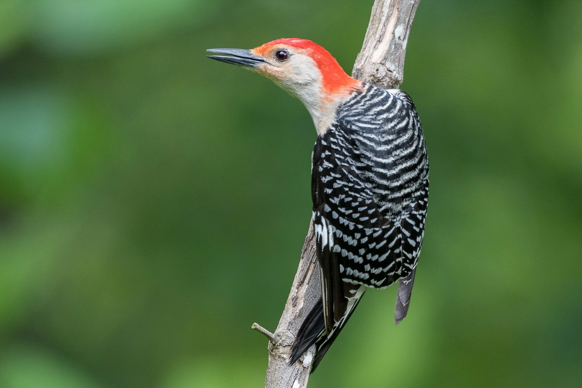 Red-bellied Woodpecker - Juan Miguel Artigas Azas
