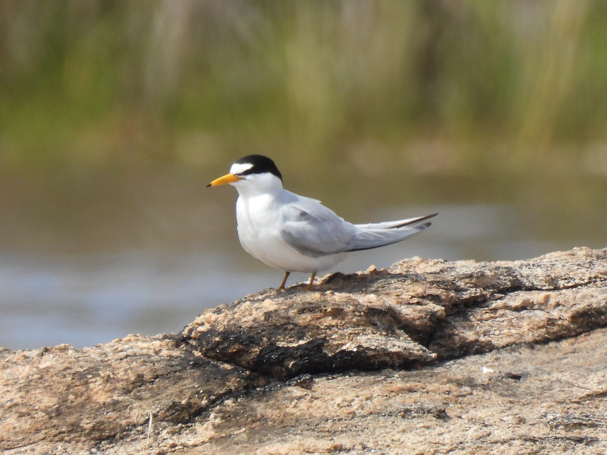 Common Tern - Jeff&Jenn Joffray