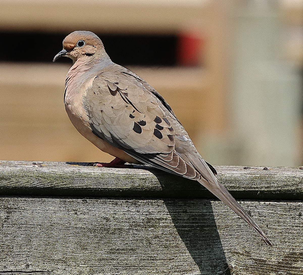 Mourning Dove - ML619375596