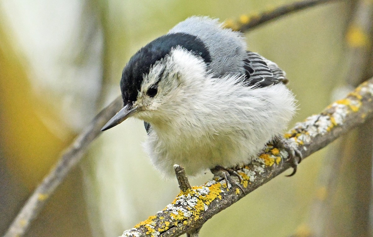 White-breasted Nuthatch - Wayne Oakes