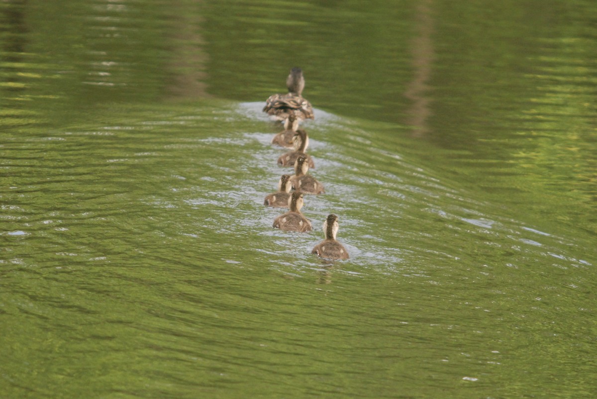 American Black Duck - ML619375604