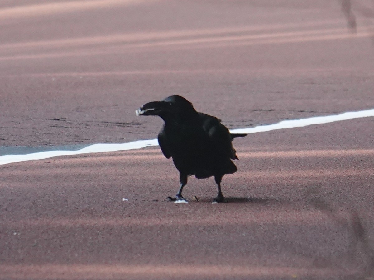 Large-billed Crow - Steve Kornfeld