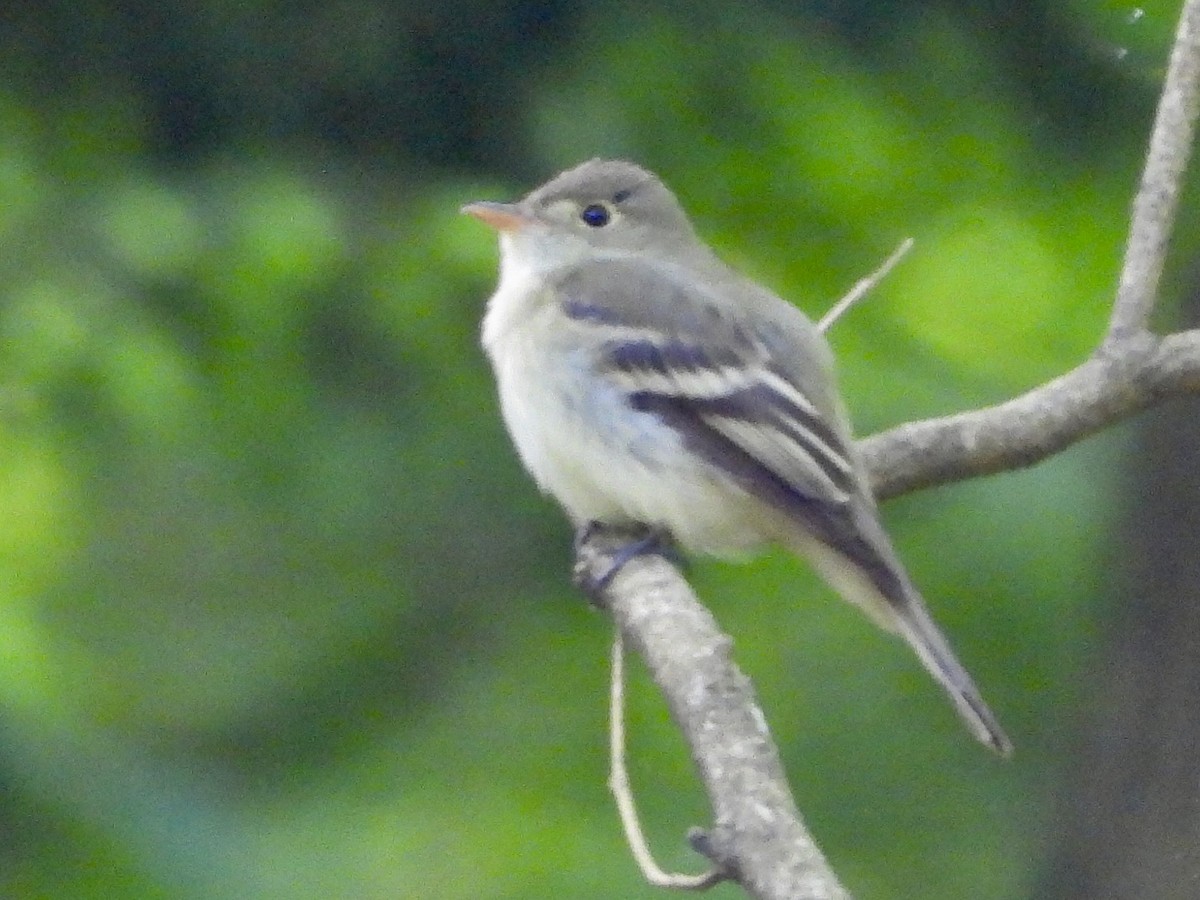 Acadian Flycatcher - Stella Miller