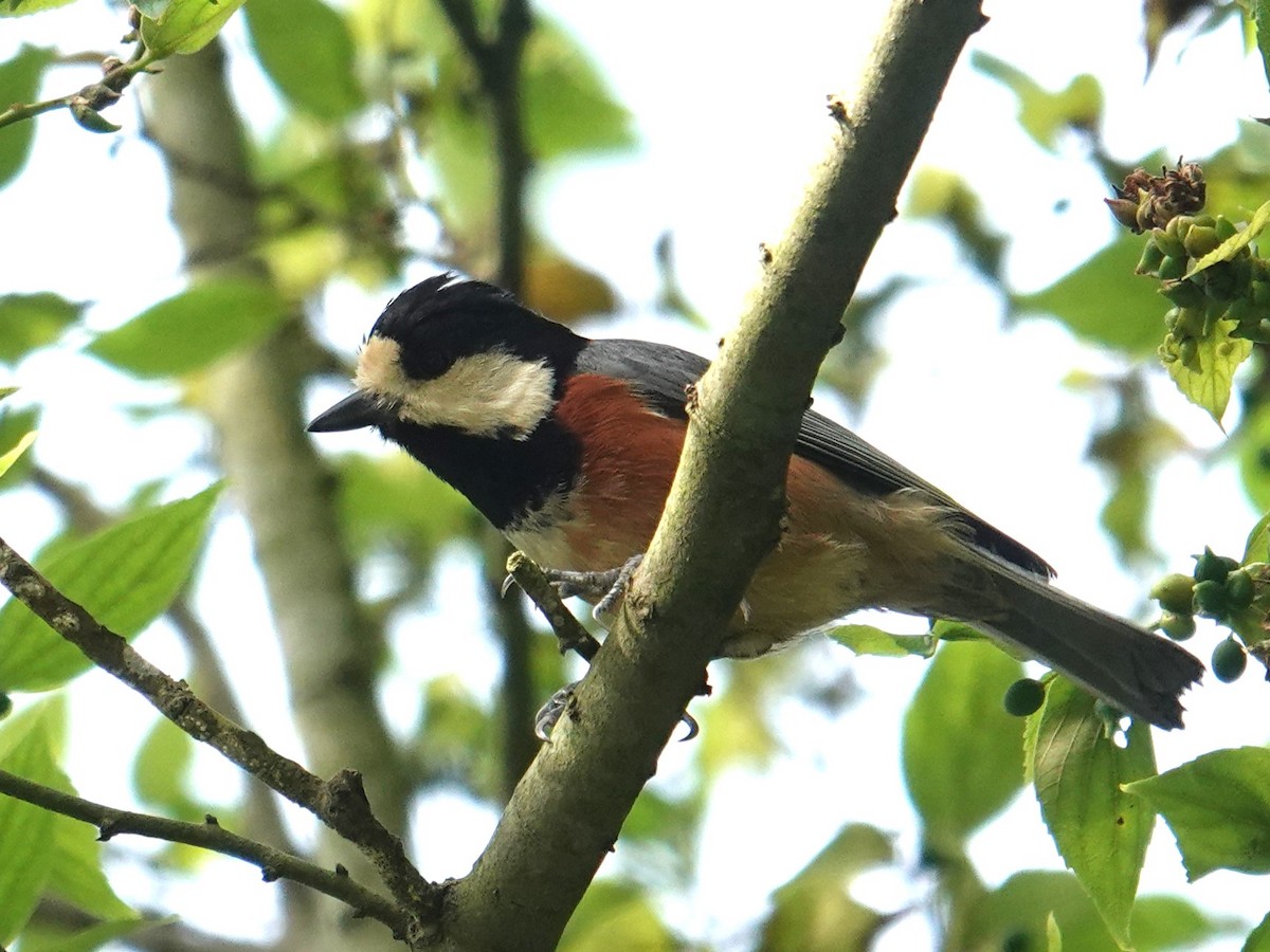 Varied Tit - Steve Kornfeld