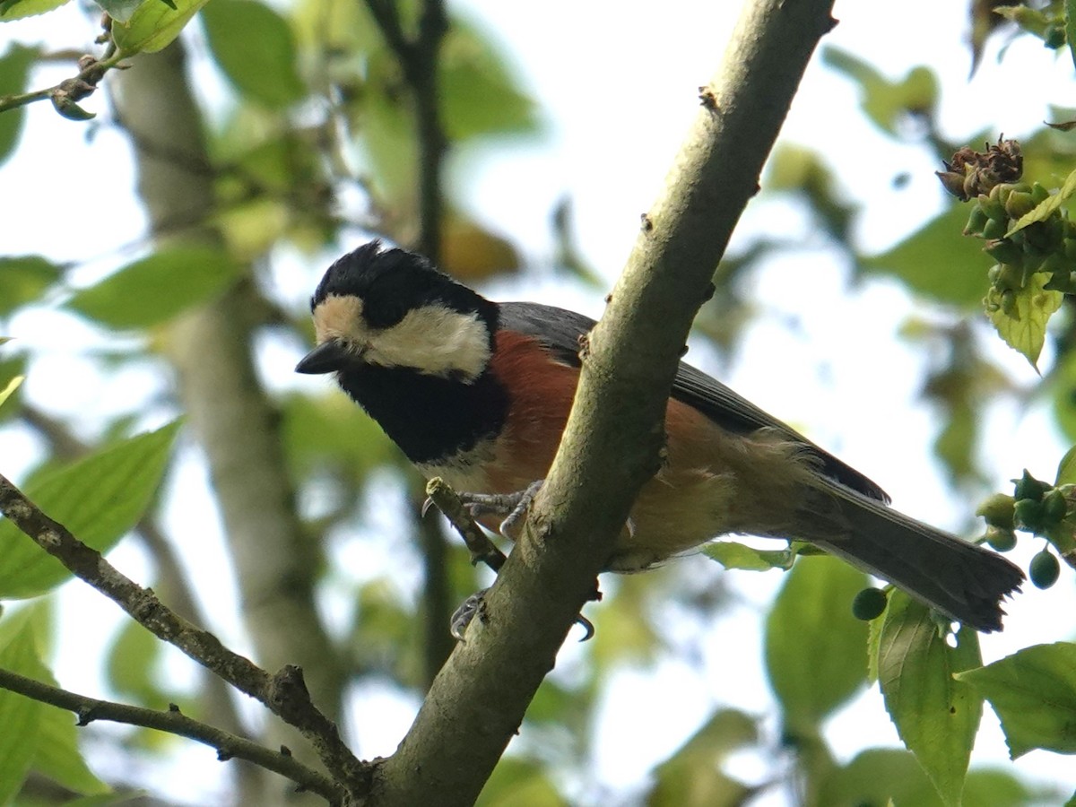 Varied Tit - Steve Kornfeld