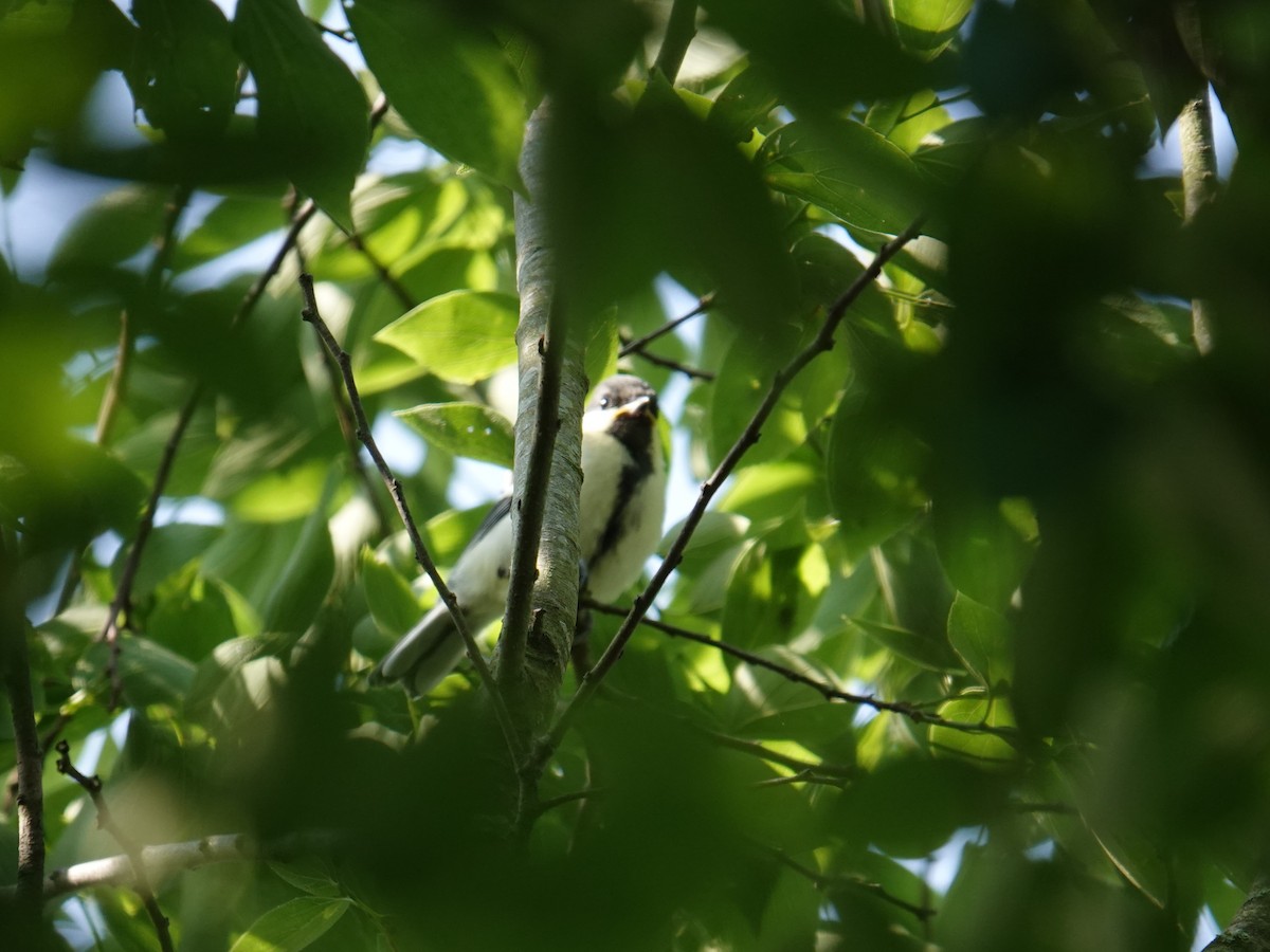 Mésange de Chine (groupe minor) - ML619375621