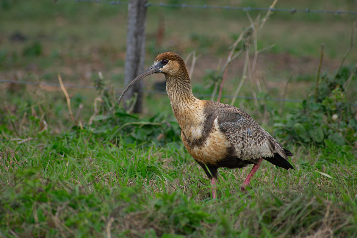 Black-faced Ibis - Danilo Druetto